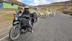 Jessie Biker Perú llamas